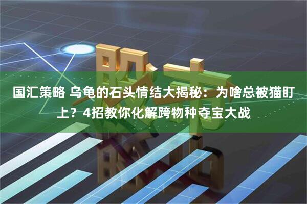 国汇策略 乌龟的石头情结大揭秘：为啥总被猫盯上？4招教你化解跨物种夺宝大战